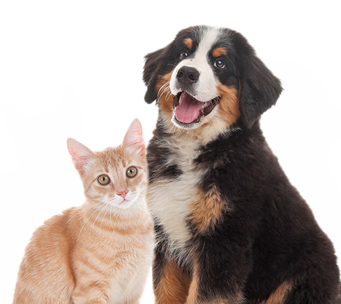 cuidado integral para mascotas con claro cuidado integral para mascotas con claro