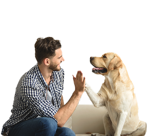 consejos de cuidado para mascotas en claro consejos de cuidado para mascotas en claro