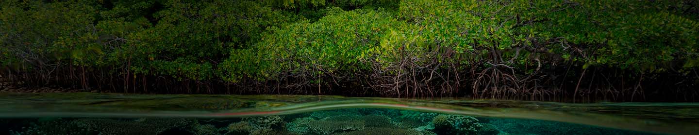 que son los manglares